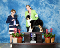 Miniature American Shepherd #10 Sun Sammons DeeAnn Judge Sharon Derrick