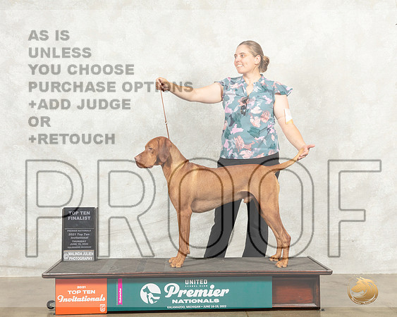 Vizsla #647 Thur T10F Judge Pam Perdue__MJ_7412_Premier_2022_HR3