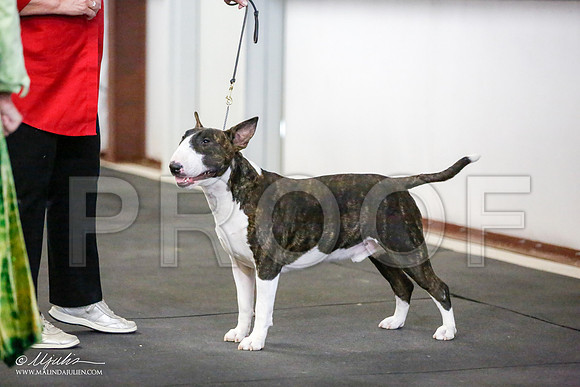 _JJ_4105-BullTerrierAzilApr2016-HR3
