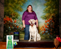 Labrador Retriever #R10 Sun High Combined Person Adrienne