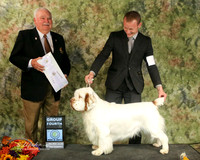Clumber Spaniel #5 Sat Sporting Group 4 Fitzpatrick D and D Starr and P Holman and M Cole Agent Brian Livingston Judge James R White San Angelo Nov 2013