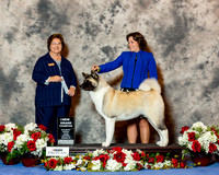 Akita #20 Sat NGC Allen William Judge Nikki Riggsbee