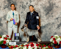 Standard Schnauzer #75 Sun WD Maj Yamada Agent Oscar Quirds Judge Mr David W Haddock