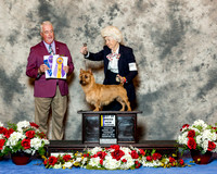 Australian Terrier #5 Thrs BOB NC Haschke Marilyn & Harold & Cheryl Mechalke Judge Dr Steve Keating