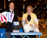 Havanese #12 Thrs BOW Maj Mchugh Deborah & Dodi David Agent Lois Demers Judge Mr Larry C Abbott