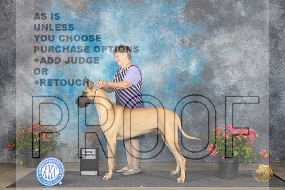 Great Dane # Fri Julia Kerr__JP_3956_San Antonio_2024_HR3