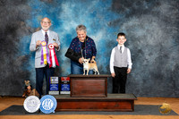 Chihauhua Smooth #28 BOVBOS JUdge Tim Robbins