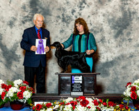 Cocker Spaniel Black #6 Thurs Maj WB Santos Alan Michael Buckley Jacqueline Makoujy Agent Linda Pitts Judge Dr Steve Keating