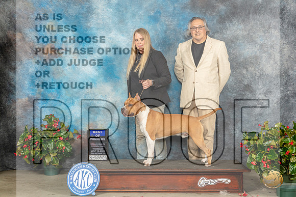 American Staffordshire Terrier #11 Thur BOW Judge Nikki RiggsbeeMJP_7193_SA2023_HR3