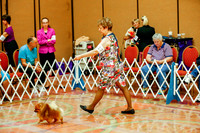 Pomeranians Sweepstakes Sat
