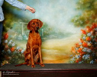 Redbone Coonhound Sat S1 Denis Dang