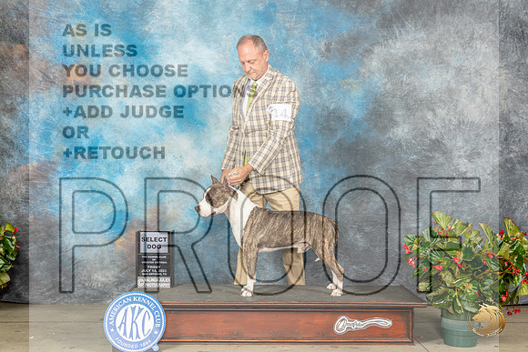 American Staffordshire Terrier #19 Fri SD Judge Jay RichardsonMJP_7653_SA2023_HR3