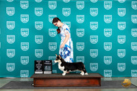 Cardigan Welsh Corgi #509 Fri BOWBOB Judge Stan Matsumoto