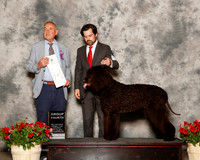 Poodle Standard #5 Sat G4 Talkington Sue and Elizabeth Brown Agent Elizabeth Brown Judge Desmond Murphy