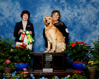 Golden Retriever #30 Sat NT Sherri Farmer Donna Todd