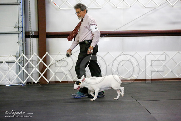 _JJ_2505-BullTerrierAzilApr2016-HR3