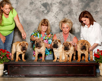 Chinese Shar Pei #? Sat Custom Lida McDaniel
