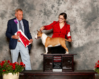 Miniature Bull Terrier #8 Sun G2 Dreyer M and R and E Massingill and V Giamo Judge Desmond Murphy