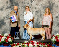 Labrador Retriever #8 Fri WB Maj NC Leonard Susan Judge Mr Larry C Abbott