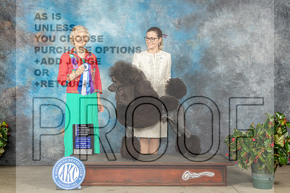 Poodle Std #21 Fri BOWCH Judge Carmen D Blankenship r-MJP_8386e_SA2023-HR3