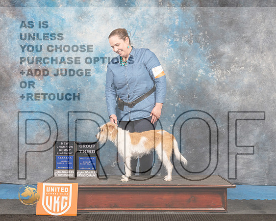 Kromfohrlander #277 Sun G2 Judge Pam Moore_MMJ_6766_Addison2022_HR3