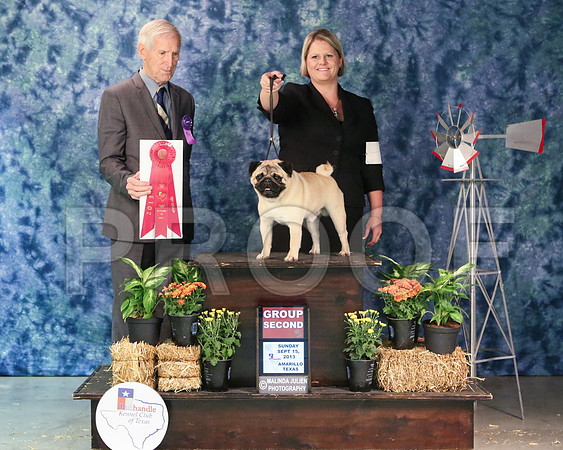 Pug-6116-Amrillo13