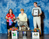 Standard Schnauzer #85 Thrs WD Maj Shankweiler Maureen & John & LeAnn Shank Judge Mrs Keke Kahn
