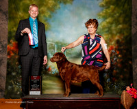 Labrador Retriever #8 Sat BOS Pollock Betty Nelson Judge Troy Dargin