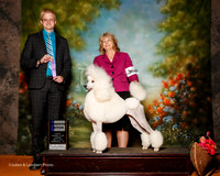 Poodle Standard #12 Sun WB Whitley Saundra and Elizabeth Brown Judge Troy Dargin