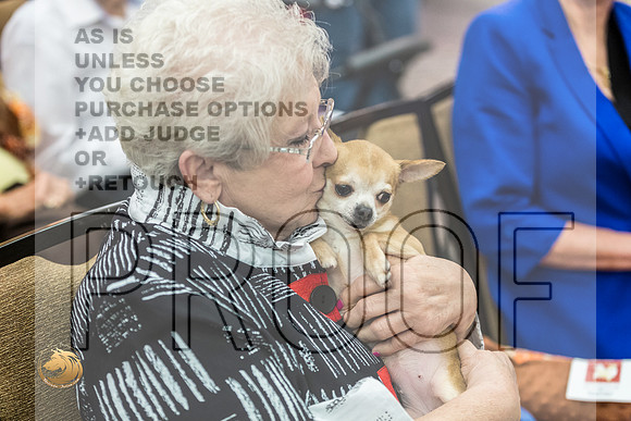 *Candids Chihuahua FriJJL_3751_HstnTOY_2022_HR3