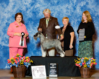 Standard Schnauzer #134 Fri AOM Hamilton Pennie and Patti Post Agnet Ca Favre Judge Nikki Riggsbee