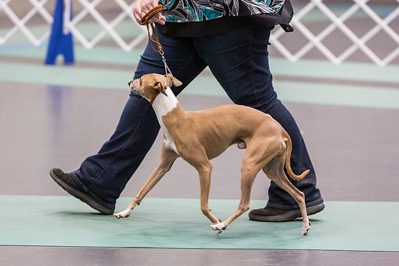 Italian Greyhound Sat Ring_JJL_0754_UKCLNGVIEWOCT2024_2024_HR3