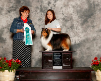 Shetland Sheepdog #7 Sun OH G3 Ruddock Campbell and Masae Judge Marilyn Pipes