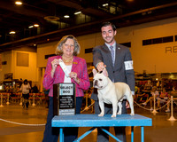 French Bulldog #17 Thrs SD Graber Melica Judge Mrs Sari Brewster Tietjen