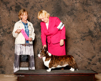 Cardigan Welsh Corgi #5 Sat OH G1 Voegtlin Rebecca Judge Peggy Beisel McIlwaine