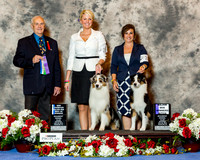 Australian Shepherd #27 & #24 Sat NC Maj BOW WB Barnes Becky and T Wortham and T Velnoksy and H McQueen Judge Robert Shreve