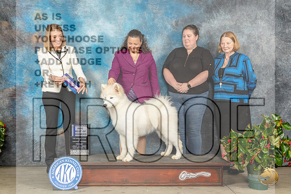 Samoyed #9 Fri WDBOW Judge Lee WhittierMJP_8462_SA2023_HR3