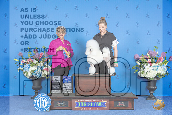 Poodle Miniature #8 SAT WB BOW BOB NC Judge Sandra Lex__JP_9802_Houston_2024_HR3