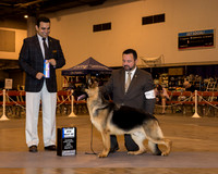 German Shepherd Dog #21 Sun BOW Maj Bates Jane & Billye Tezel Judge Mr Joao Machado