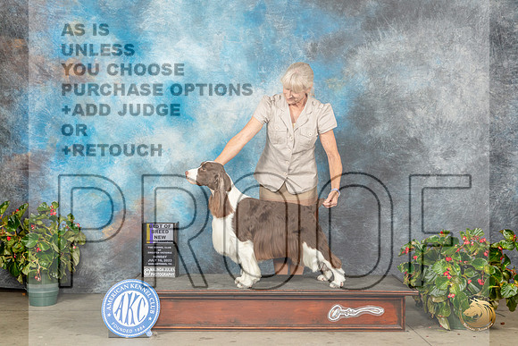 English Springer Spaniel #9 Sun BOBGCH Judge Dr Michael WoodsMJP_0177_SA2023_HR3
