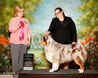 Australian Shepherd Sat S1 Reserve champ of Champs Carol Harvey