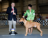 Rhodesian Ridgeback #9 Fri BOB Cozart Jarron and Sun Gatto Agent Aslynn Rose Judge Terry Stacy
