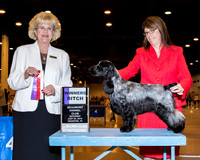 English Cocker Spaniel #18 Sat WB Mauterer Deborah DVM & Karen Griswa Judge Mrs Vicki L Abbott
