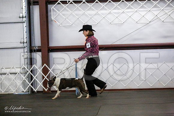 _JJ_2963-BullTerrierAzilApr2016-HR3
