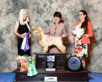English Cocker #19 Wed Maj WD Best Puppy Pearson Nancy and Deborah Mauterer DVM Judge Lorrie Kvamme