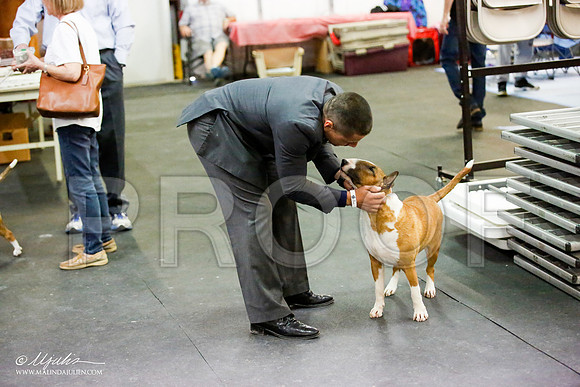 _JJ_3985-BullTerrierAzilApr2016-HR3
