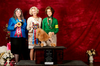 Poodle Toy Sun Best in Show