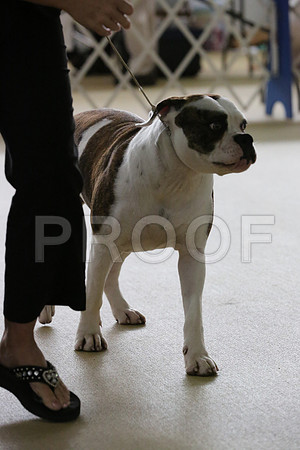 AmBull-0862-HR