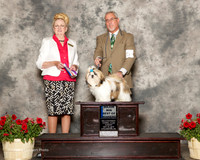 Shih Tzu #5 Sun Maj BOW Goodman Rhonda and Susan Kilgore Judge Nancy Smith Hafner