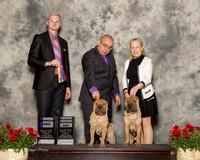 Chinese Shar Pei #15 and #14 Sun WD RWD Gonzalez Alejandro and Elizabeth ann brown Judge Troy Dargin